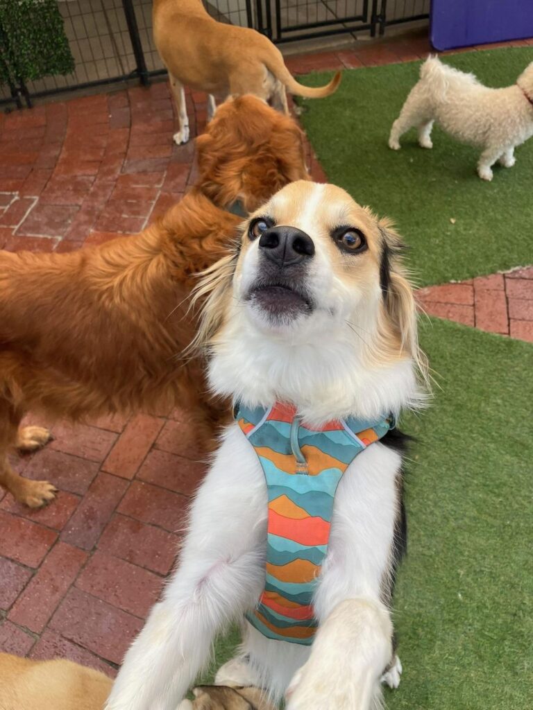 Happy guest at The Pet Ranch, photo 2