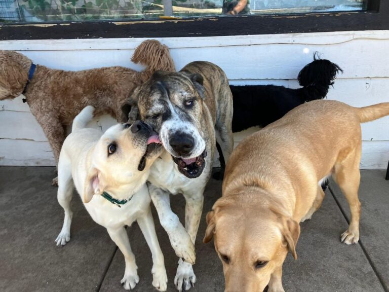 Happy guest at The Pet Ranch, photo 3