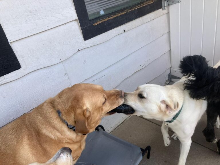 Happy guest at The Pet Ranch, photo 5