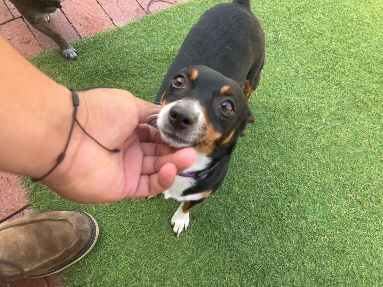Happy guest at The Pet Ranch, photo 6