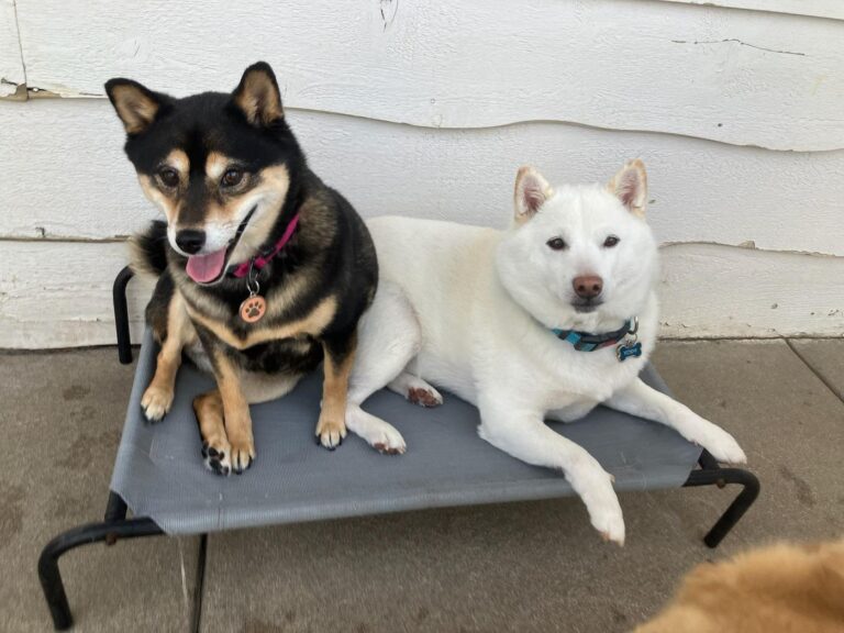 Happy guest at The Pet Ranch, photo 7