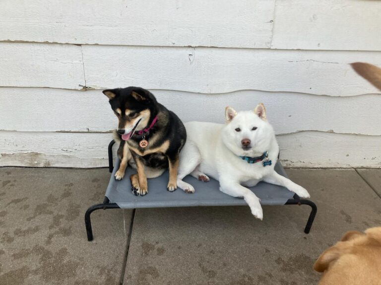 Happy guest at The Pet Ranch, photo 8