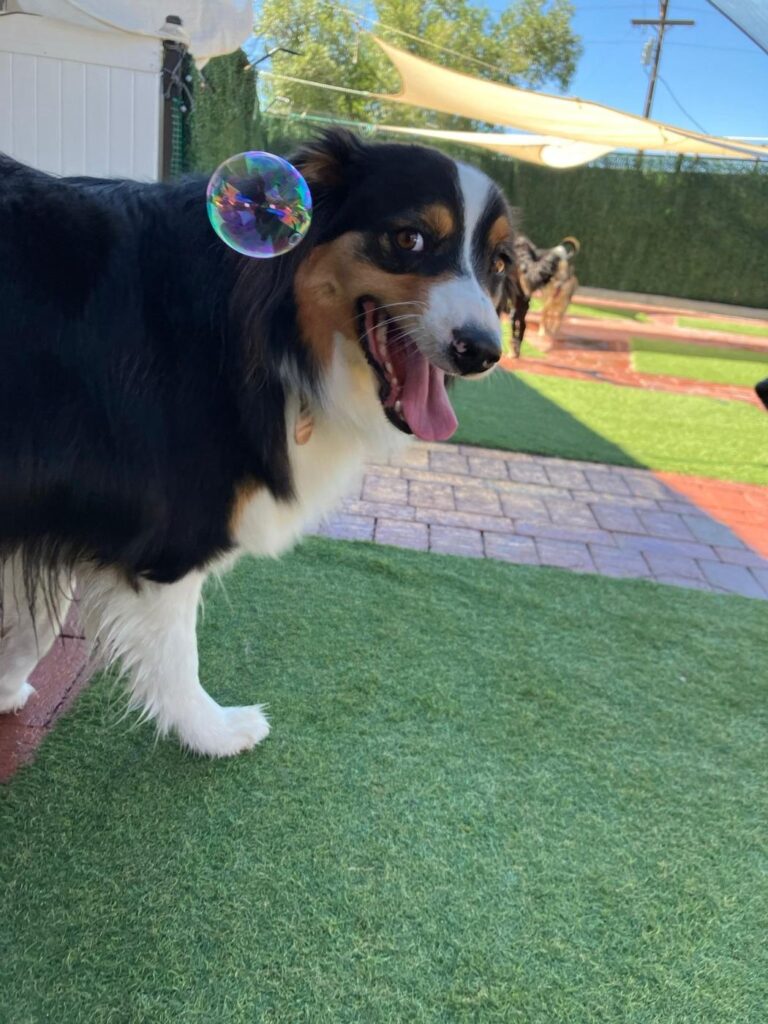 Happy guest at The Pet Ranch, photo 9