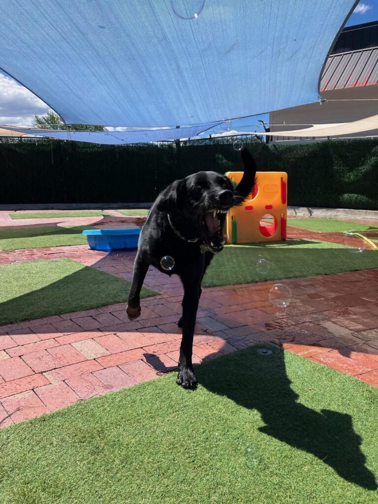 Happy guest at The Pet Ranch, photo 10