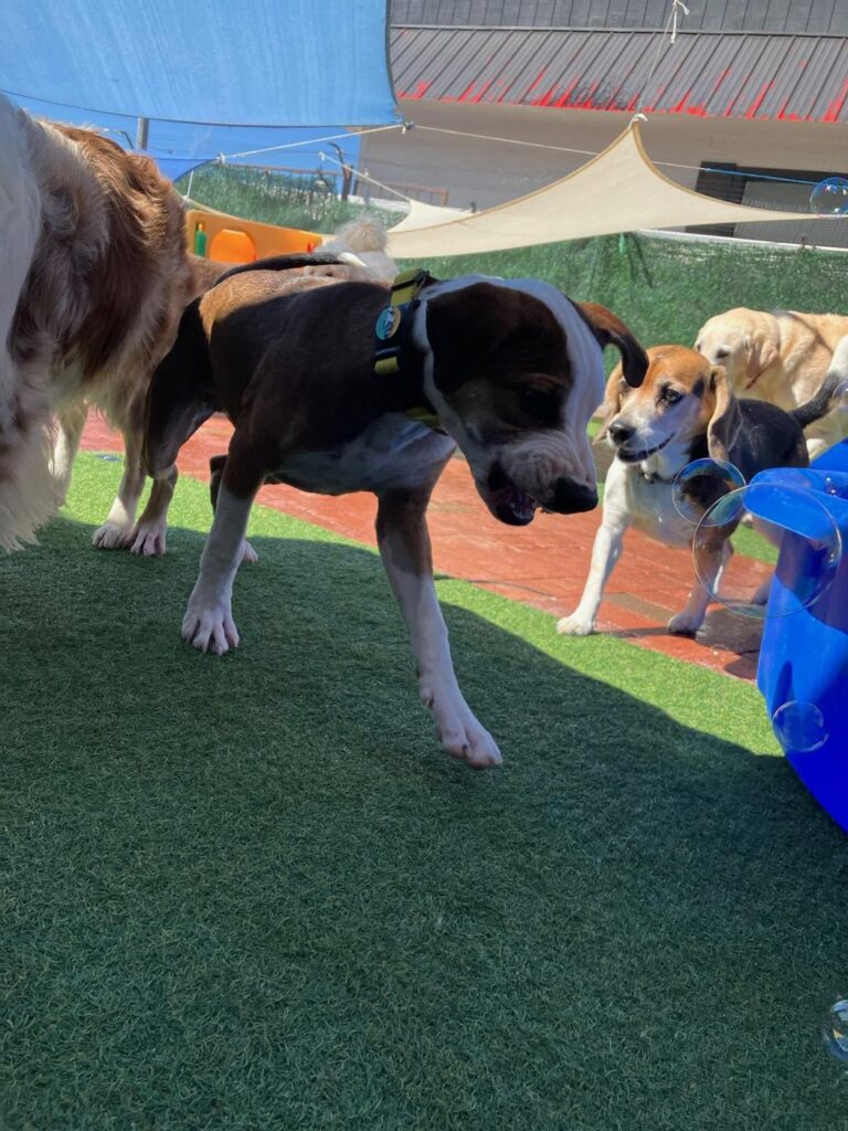 Happy guest at The Pet Ranch, photo 12