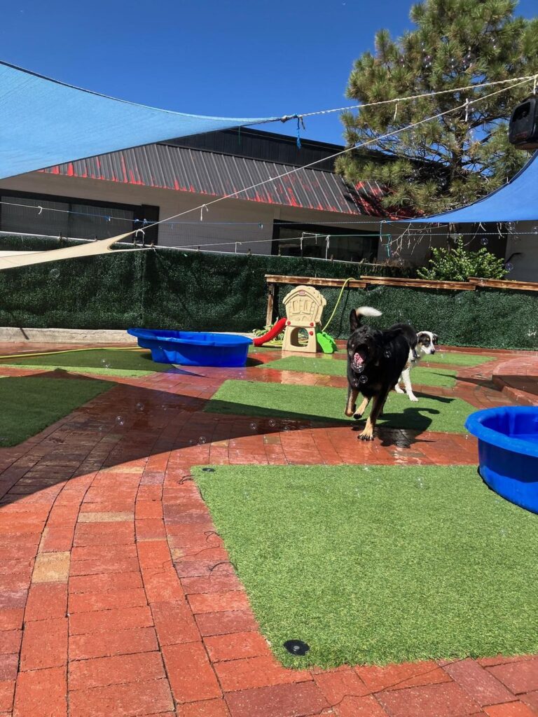Happy guest at The Pet Ranch, photo 14