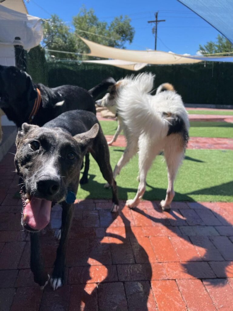 Happy guest at The Pet Ranch, photo 15