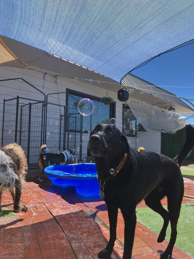 Happy guest at The Pet Ranch, photo 16