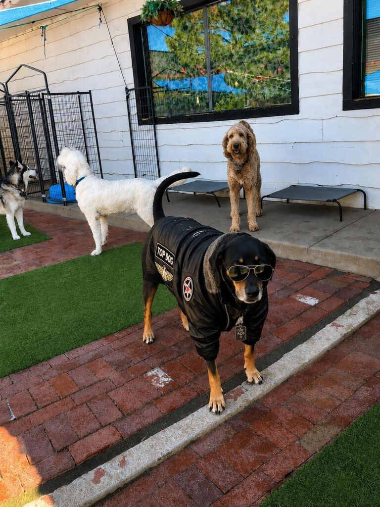 Happy guest at The Pet Ranch, photo 17