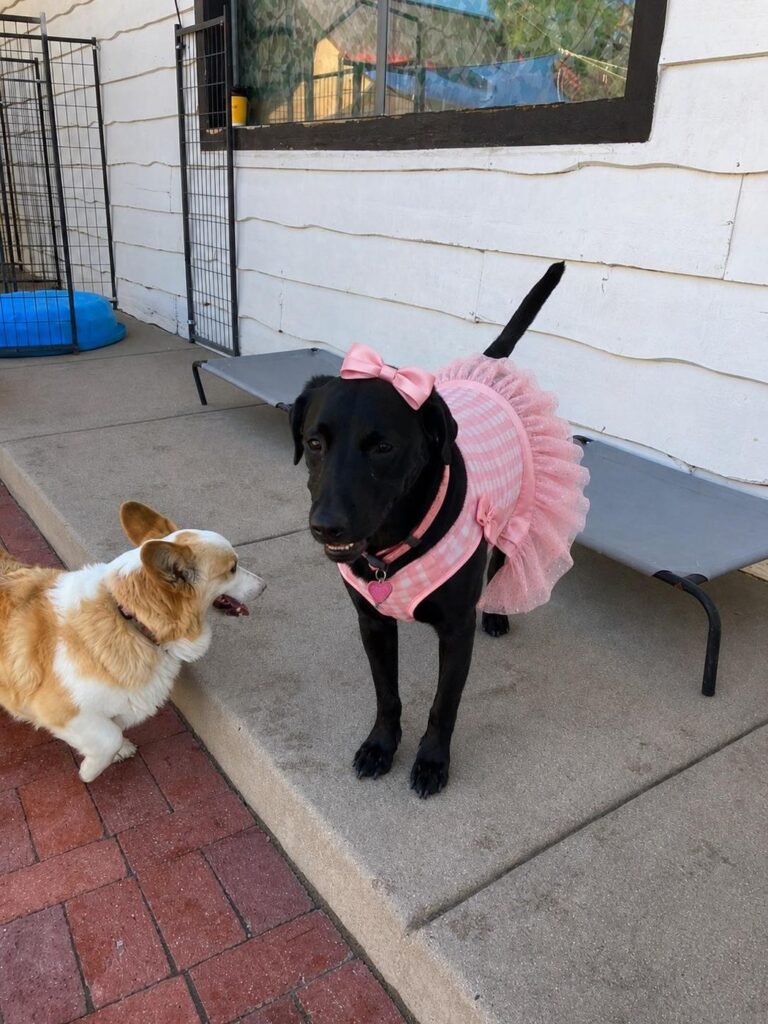 Happy guest at The Pet Ranch, photo 18