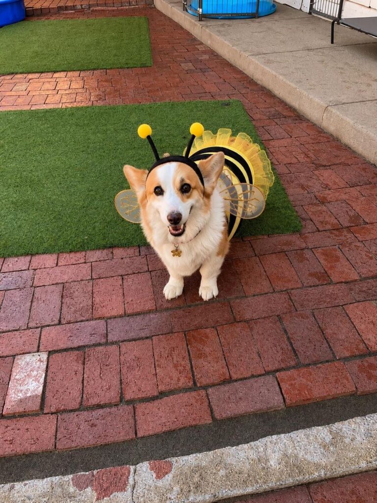 Happy guest at The Pet Ranch, photo 22