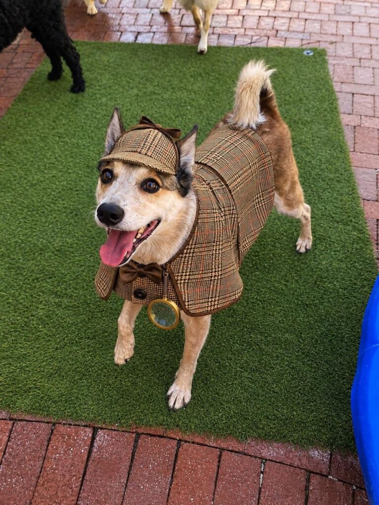 Happy guest at The Pet Ranch, photo 23
