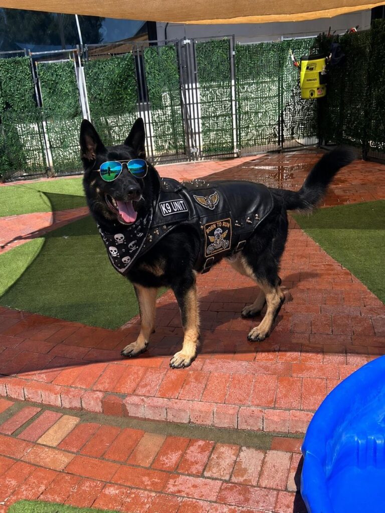 Happy guest at The Pet Ranch, photo 29