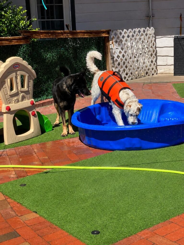 Happy guest at The Pet Ranch, photo 30