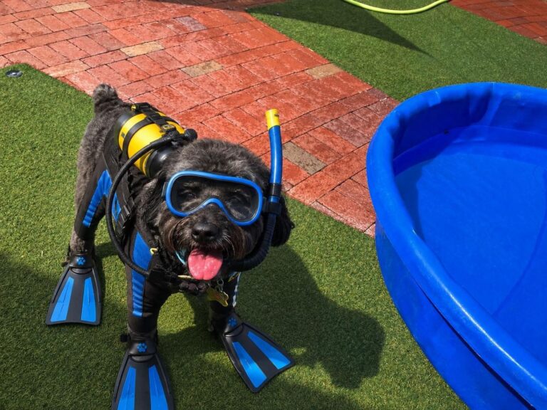 Happy guest at The Pet Ranch, photo 31