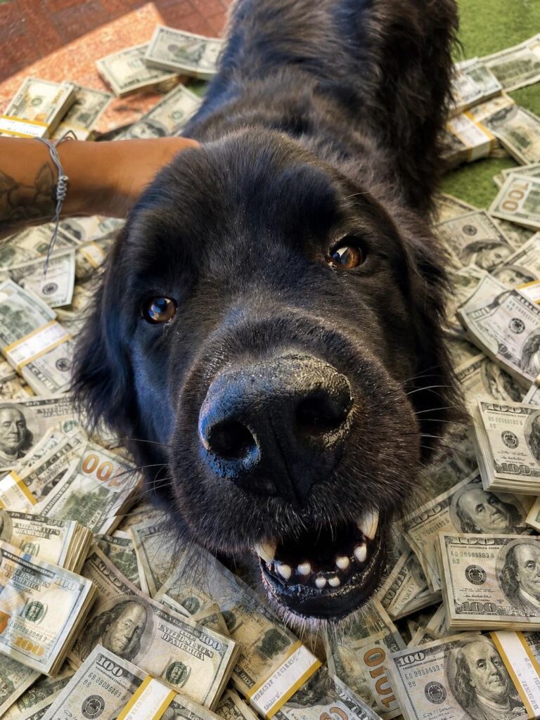 Happy guest at The Pet Ranch, photo 32