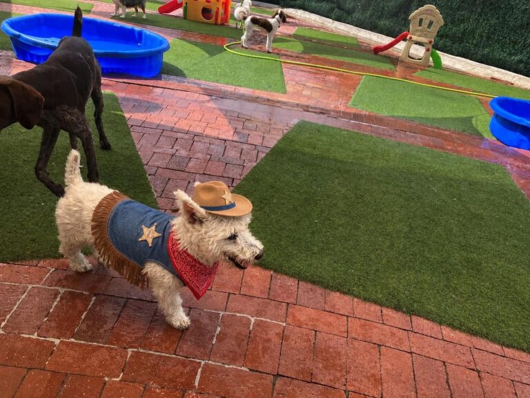 Happy guest at The Pet Ranch, photo 34