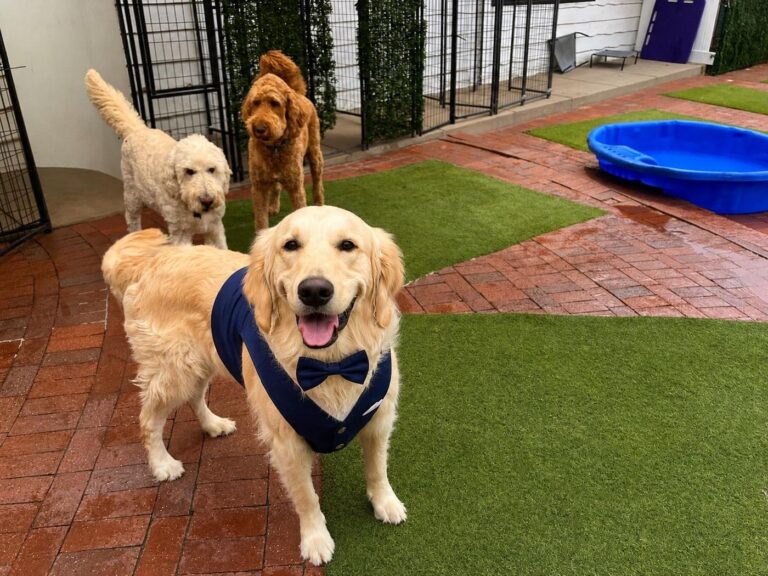 Happy guest at The Pet Ranch, photo 36