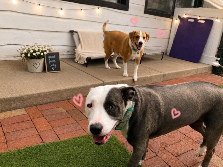 Happy guest at The Pet Ranch, photo 37