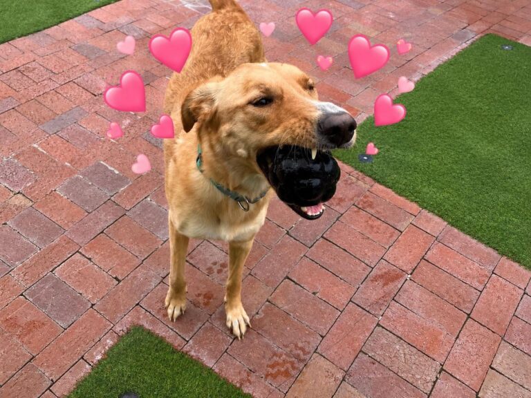 Happy guest at The Pet Ranch, photo 38