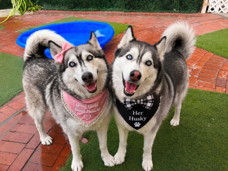 Happy guest at The Pet Ranch, photo 40