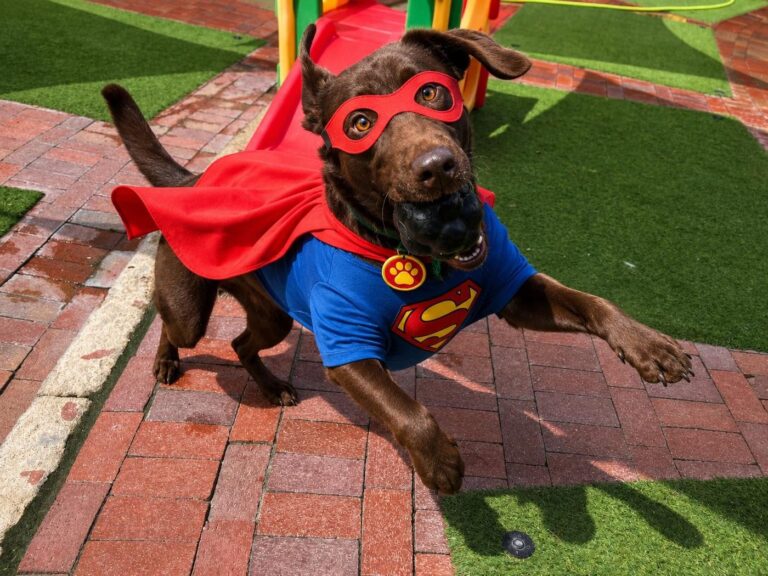 Happy guest at The Pet Ranch, photo 41