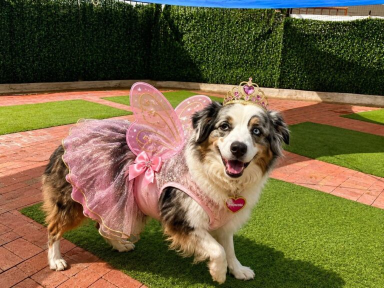 Happy guest at The Pet Ranch, photo 42