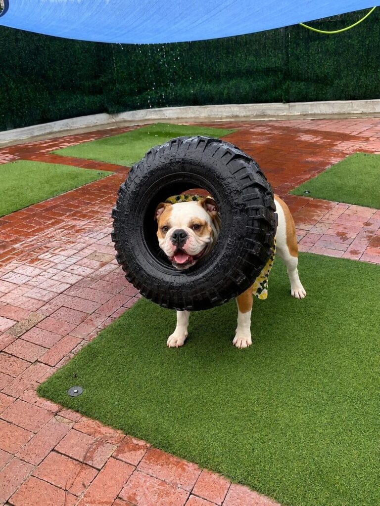 Happy guest at The Pet Ranch, photo 45