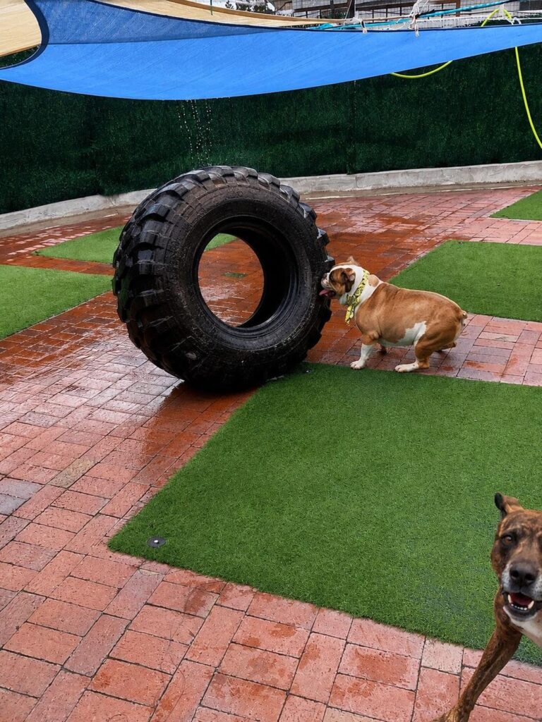 Happy guest at The Pet Ranch, photo 46