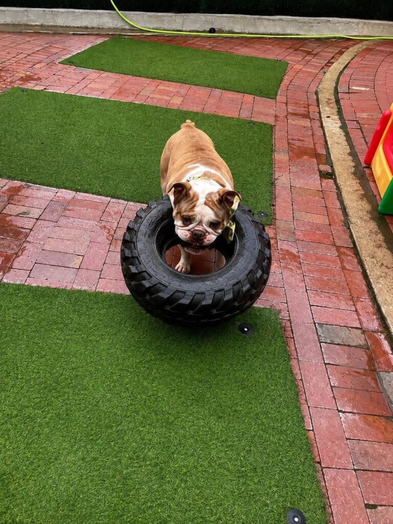 Happy guest at The Pet Ranch, photo 47