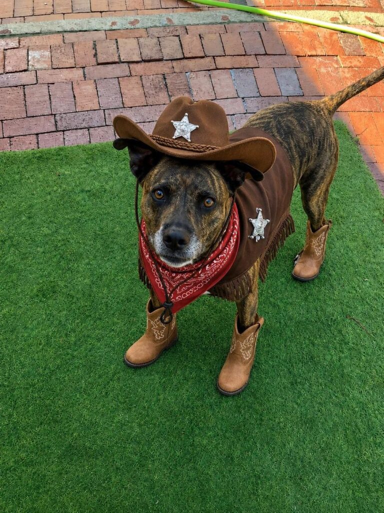 Happy guest at The Pet Ranch, photo 49