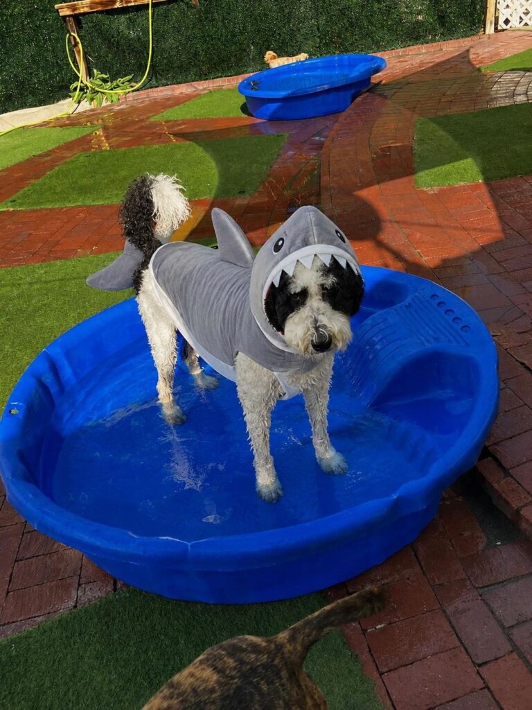 Happy guest at The Pet Ranch, photo 50