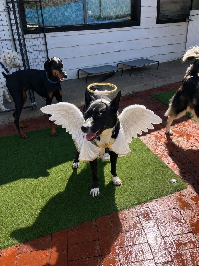 Happy guest at The Pet Ranch, photo 51