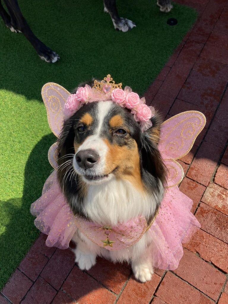 Happy guest at The Pet Ranch, photo 53