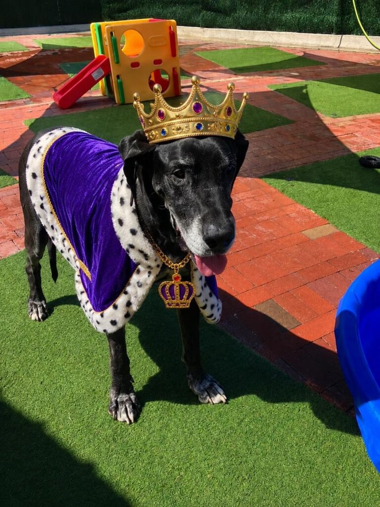 Happy guest at The Pet Ranch, photo 55