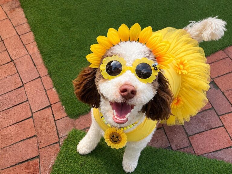 Happy guest at The Pet Ranch, photo 57