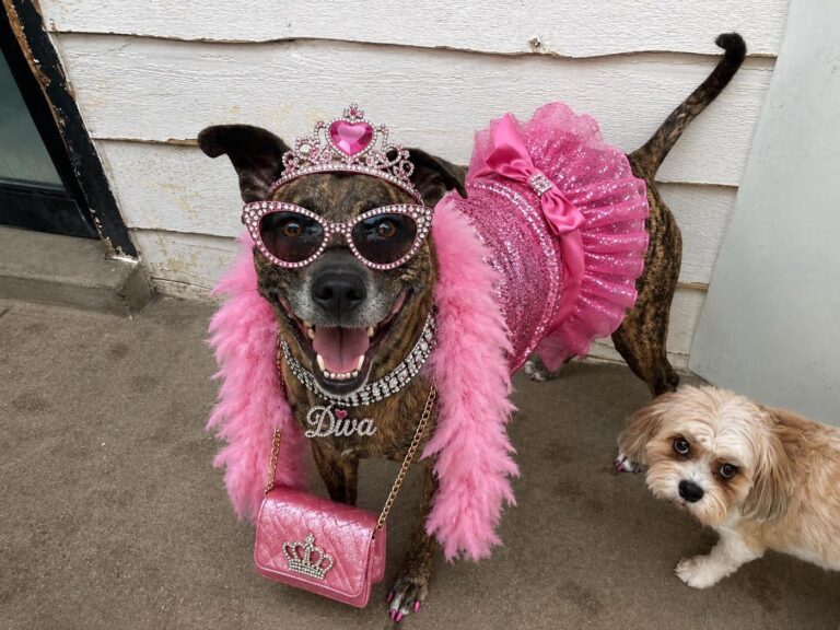 Happy guest at The Pet Ranch, photo 58
