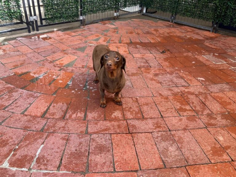 Happy guest at The Pet Ranch, photo 61