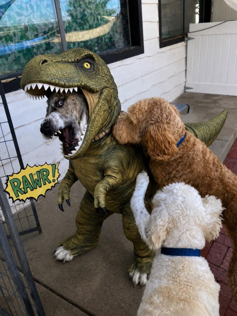 Happy guest at The Pet Ranch, photo 65