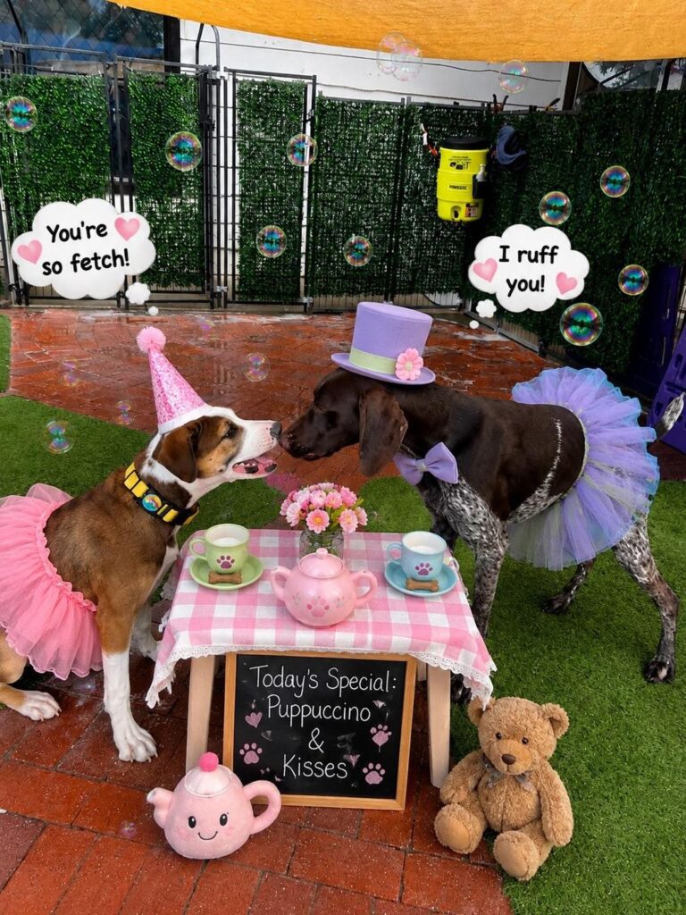 Happy guest at The Pet Ranch, photo 66
