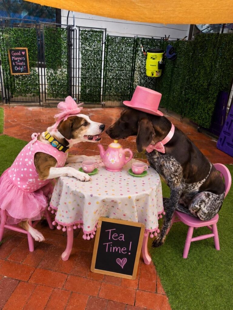 Happy guest at The Pet Ranch, photo 67