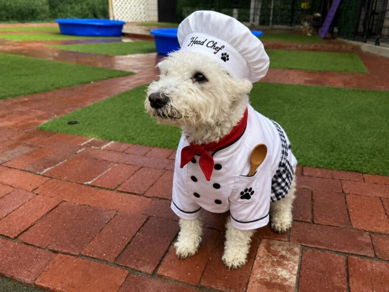 Happy guest at The Pet Ranch, photo 68