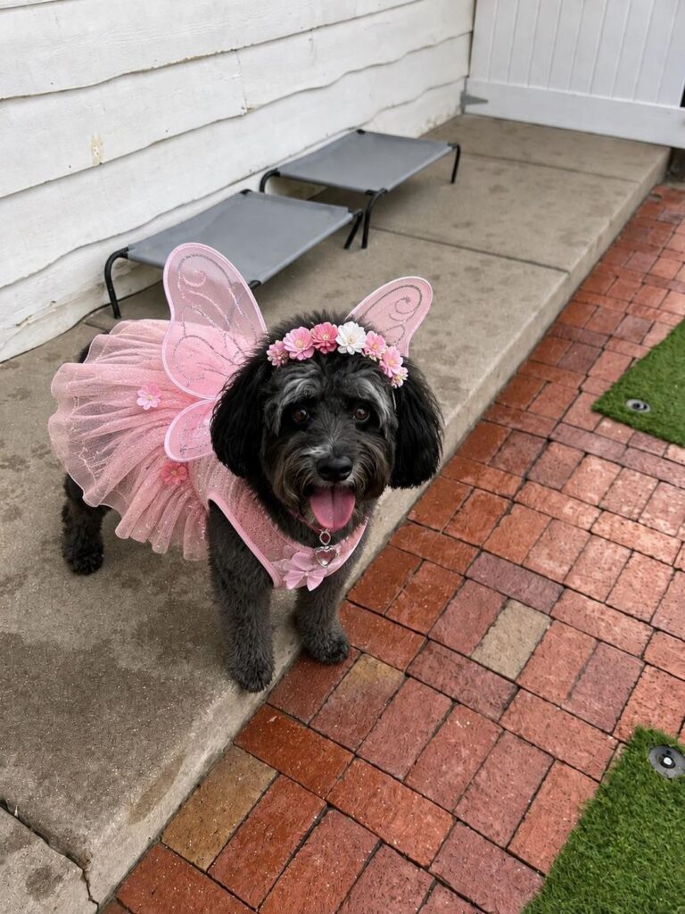 Happy guest at The Pet Ranch, photo 70
