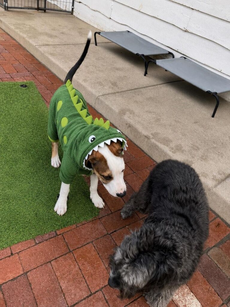 Happy guest at The Pet Ranch, photo 71