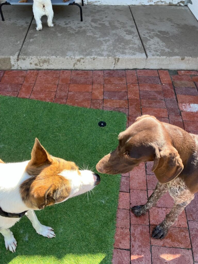 Happy guest at The Pet Ranch, photo 74