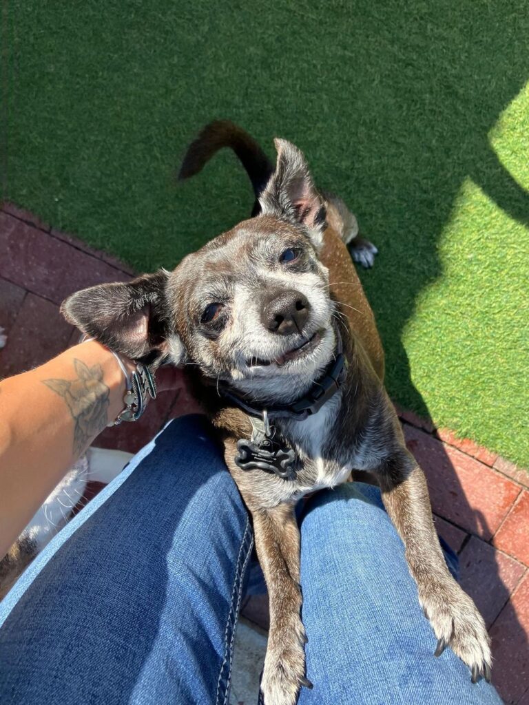 Happy guest at The Pet Ranch, photo 75