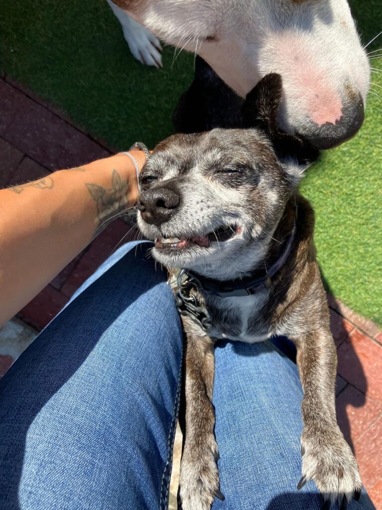 Happy guest at The Pet Ranch, photo 76