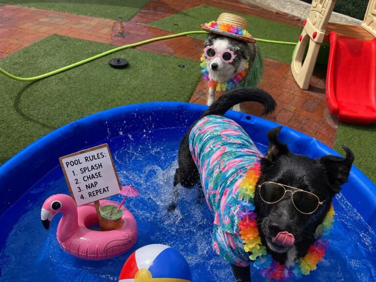 Happy guest at The Pet Ranch, photo 82