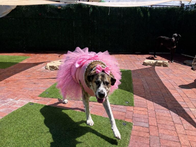 Happy guest at The Pet Ranch, photo 84
