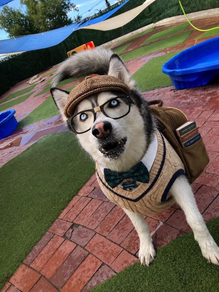 Happy guest at The Pet Ranch, photo 85